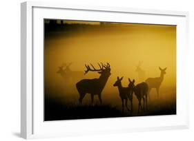 Red Deer in Mist at Sunrise-null-Framed Photographic Print