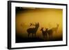 Red Deer in Mist at Sunrise-null-Framed Photographic Print