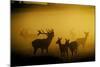 Red Deer in Mist at Sunrise-null-Mounted Photographic Print