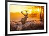Red Deer in Morning Sun-null-Framed Premium Giclee Print