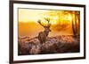 Red Deer in Morning Sun-null-Framed Premium Giclee Print