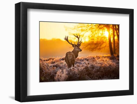 Red Deer in Morning Sun-null-Framed Art Print