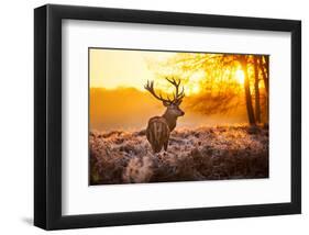 Red Deer in Morning Sun-null-Framed Art Print