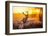 Red Deer in Morning Sun-null-Framed Art Print