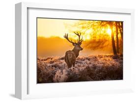 Red Deer in Morning Sun-null-Framed Art Print