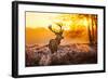 Red Deer in Morning Sun-null-Framed Art Print
