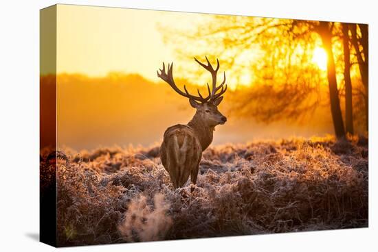 Red Deer in Morning Sun-null-Stretched Canvas