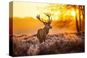 Red Deer in Morning Sun-null-Stretched Canvas