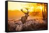 Red Deer in Morning Sun.-arturasker-Framed Stretched Canvas