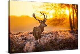 Red Deer in Morning Sun.-arturasker-Stretched Canvas