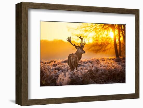 Red Deer in Morning Sun.-arturasker-Framed Photographic Print