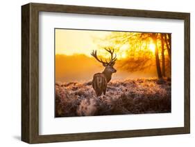 Red Deer in Morning Sun.-arturasker-Framed Photographic Print