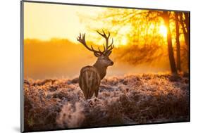 Red Deer in Morning Sun.-arturasker-Mounted Photographic Print