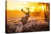 Red Deer in Morning Sun.-arturasker-Stretched Canvas