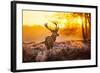 Red Deer in Morning Sun.-arturasker-Framed Photographic Print