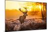 Red Deer in Morning Sun.-arturasker-Mounted Photographic Print