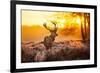 Red Deer in Morning Sun.-arturasker-Framed Photographic Print