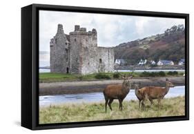 Red Deer, Lochranza, Isle of Arran, Scotland, United Kingdom, Europe-Ann and Steve Toon-Framed Stretched Canvas