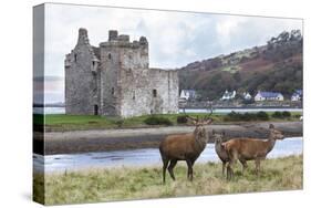 Red Deer, Lochranza, Isle of Arran, Scotland, United Kingdom, Europe-Ann and Steve Toon-Stretched Canvas