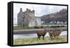 Red Deer, Lochranza, Isle of Arran, Scotland, United Kingdom, Europe-Ann and Steve Toon-Framed Stretched Canvas