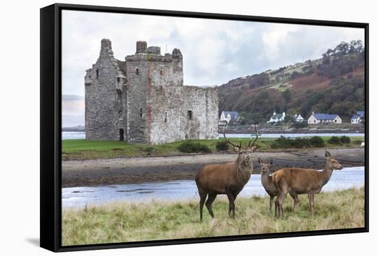 Red Deer, Lochranza, Isle of Arran, Scotland, United Kingdom, Europe-Ann and Steve Toon-Framed Stretched Canvas