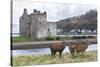 Red Deer, Lochranza, Isle of Arran, Scotland, United Kingdom, Europe-Ann and Steve Toon-Stretched Canvas