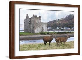 Red Deer, Lochranza, Isle of Arran, Scotland, United Kingdom, Europe-Ann and Steve Toon-Framed Photographic Print
