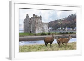 Red Deer, Lochranza, Isle of Arran, Scotland, United Kingdom, Europe-Ann and Steve Toon-Framed Photographic Print