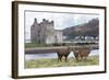 Red Deer, Lochranza, Isle of Arran, Scotland, United Kingdom, Europe-Ann and Steve Toon-Framed Photographic Print