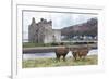 Red Deer, Lochranza, Isle of Arran, Scotland, United Kingdom, Europe-Ann and Steve Toon-Framed Photographic Print