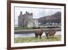 Red Deer, Lochranza, Isle of Arran, Scotland, United Kingdom, Europe-Ann and Steve Toon-Framed Photographic Print