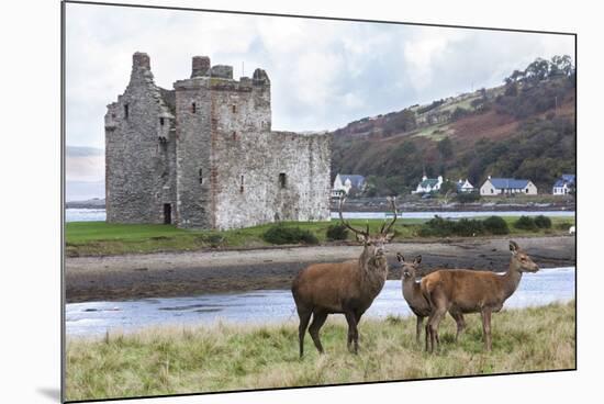 Red Deer, Lochranza, Isle of Arran, Scotland, United Kingdom, Europe-Ann and Steve Toon-Mounted Photographic Print