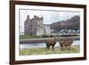 Red Deer, Lochranza, Isle of Arran, Scotland, United Kingdom, Europe-Ann and Steve Toon-Framed Photographic Print