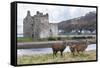 Red Deer, Lochranza, Isle of Arran, Scotland, United Kingdom, Europe-Ann and Steve Toon-Framed Stretched Canvas