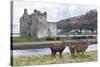 Red Deer, Lochranza, Isle of Arran, Scotland, United Kingdom, Europe-Ann and Steve Toon-Stretched Canvas