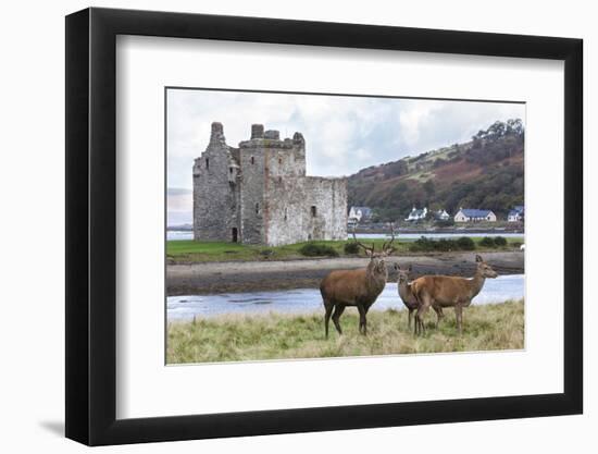 Red Deer, Lochranza, Isle of Arran, Scotland, United Kingdom, Europe-Ann and Steve Toon-Framed Photographic Print