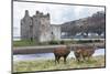 Red Deer, Lochranza, Isle of Arran, Scotland, United Kingdom, Europe-Ann and Steve Toon-Mounted Photographic Print
