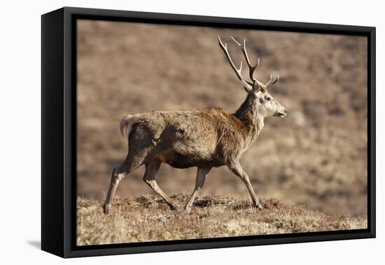 Red Deer Male-null-Framed Stretched Canvas