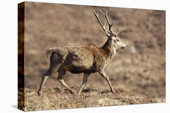 Red Deer Male-null-Stretched Canvas