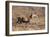 Red Deer Male-null-Framed Photographic Print