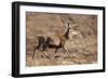 Red Deer Male-null-Framed Photographic Print