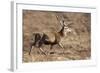 Red Deer Male-null-Framed Photographic Print