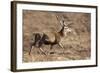 Red Deer Male-null-Framed Photographic Print