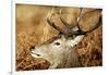 Red Deer of Richmond Park, London, Uk, Main Attraction of This Reserve-Richard Wright-Framed Photographic Print