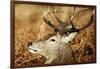 Red Deer of Richmond Park, London, Uk, Main Attraction of This Reserve-Richard Wright-Framed Photographic Print