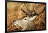 Red Deer of Richmond Park, London, Uk, Main Attraction of This Reserve-Richard Wright-Framed Photographic Print