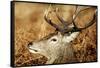 Red Deer of Richmond Park, London, Uk, Main Attraction of This Reserve-Richard Wright-Framed Stretched Canvas