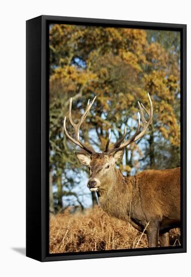 Red Deer of Richmond Park, London, Uk, Main Attraction of This Reserve-Richard Wright-Framed Stretched Canvas