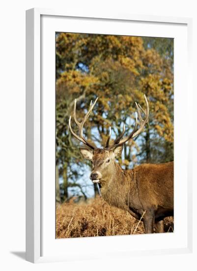 Red Deer of Richmond Park, London, Uk, Main Attraction of This Reserve-Richard Wright-Framed Photographic Print