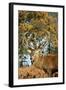 Red Deer of Richmond Park, London, Uk, Main Attraction of This Reserve-Richard Wright-Framed Photographic Print